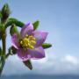 Purple Sand Spurrey (Spergularia rubra): Originally from Europe, these small flowers were only about 1/4" across.